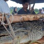 F3dcb2c2 5d5b 449c A13f 3528faf0ec3e 150x150