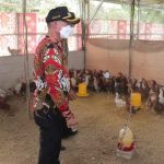 Budidaya Ayam Ulu Bisa Tumbuhkan Perekonomian Warga Bangka