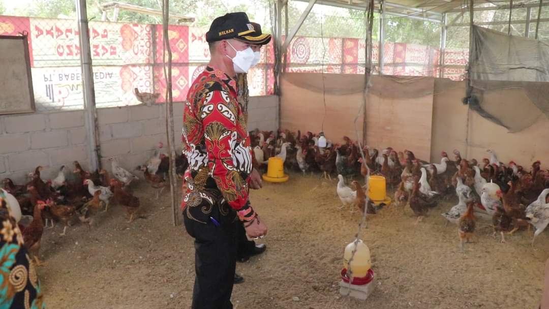 Budidaya Ayam Ulu Bisa Tumbuhkan Perekonomian Warga Bangka