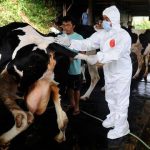 PMK Masih Menghantui Ternak di Kabupaten Bangka, Begini Penjelasan Kadis Dispaper