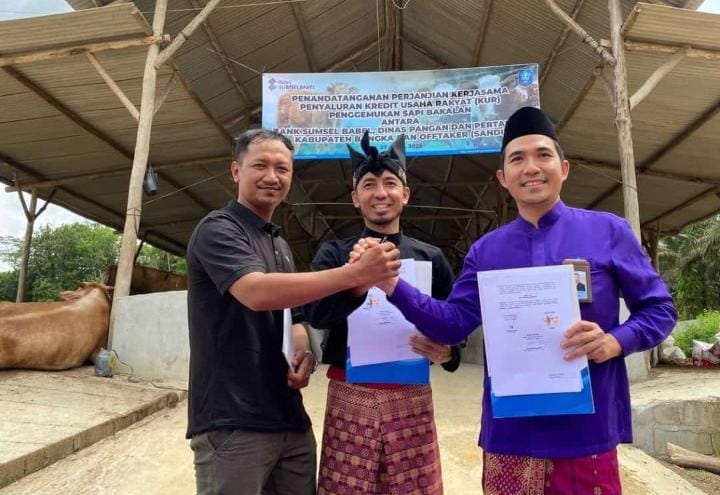 Bantu Peternak Sapi, Bank Sumsel Babel Cabang Sungailiat Jalin MoU dengan Offtaker