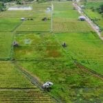 Produksi Padi Ladang Tahun 2022 di Bangka Barat Meningkat, Capai 8000 Ton