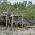 Membina Kelompok Tuah Ketam, PT Timah Tbk Mendorong Kemandirian Ekonomi Nelayan Desa Sawang Laut 