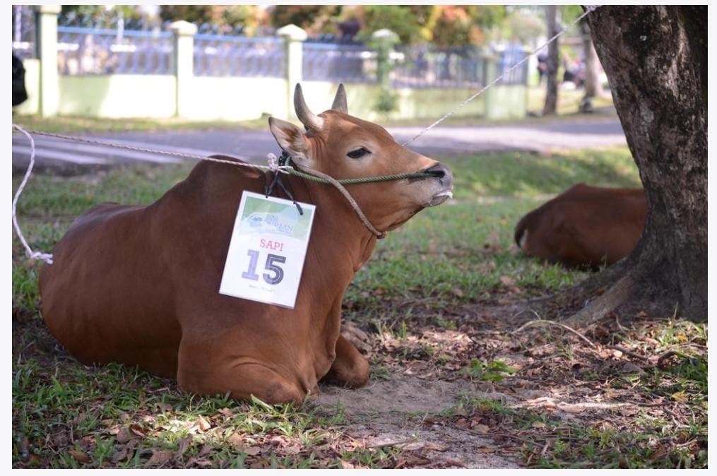 Jelang Lebaran Idul Adha, PT Timah Tbk akan Salurkan 200 Ekor Hewan Kurban