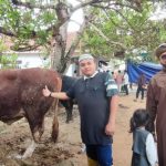 Hari Hadyansyah, Pengusaha Muda Sungailiat Kurban 8 Ekor Sapi Limousin