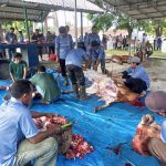 Masjid Al Huda Komplek Metalurgi PT Timah Tbk Sembelih Delapan Ekor Sapi