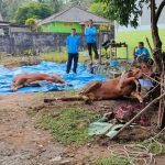 Idul Adha 1444 U, RSUD Sungailiat Kurban 3 Ekor Sapi dan Kambing