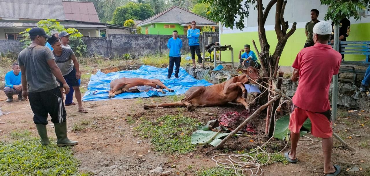 Idul Adha 1444 U, RSUD Sungailiat Kurban 3 Ekor Sapi dan Kambing