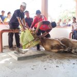 Tahap Pertama Kurban, Pemkab Bangka Potong 22 Ekor Sapi