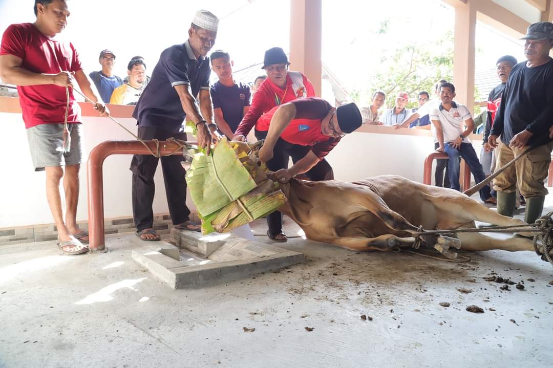 Tahap Pertama Kurban, Pemkab Bangka Potong 22 Ekor Sapi