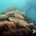 Babel Terumbu 150x150