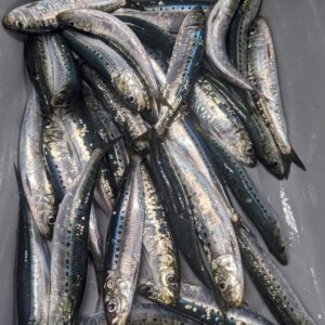 Sarden Campuran Dikumpulkan Dari Pantai Barat pada tahun 2023