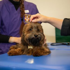 Pemeriksaan Fisik Huxley