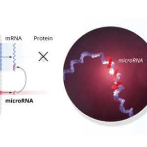 Apa Itu MicroRNA Dan Mengapa Penemuannya Pantas Mendapatkan Hadiah Nobel 300x300