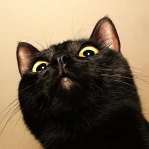 Kucing Hitam Melihat ke Bawah