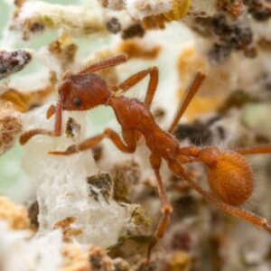 Pekerja Budidaya Jamur Karang dari Spesies Semut Budidaya Jamur Apterostigma collare