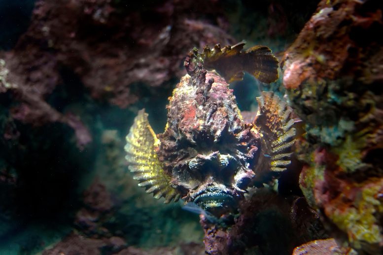 Ikan Batu Muara (Synanceia verrucosa)