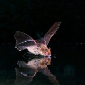 Tanaman Kelelawar Pipistrelle Kuhl