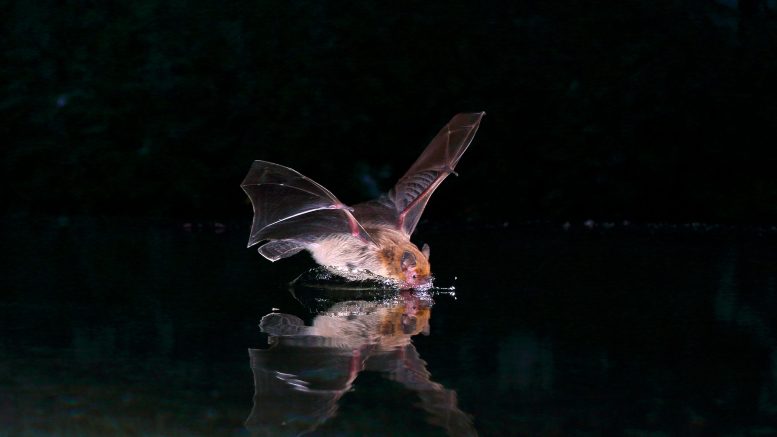 Tanaman Kelelawar Pipistrelle Kuhl
