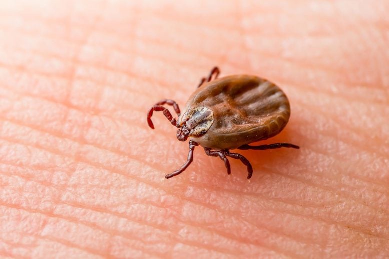 Penyakit Lyme Kutu pada Kulit