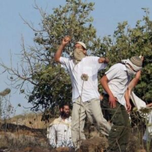 Pemukim Israel menyerang petani Palestina saat memetik buah zaitun di Yatta