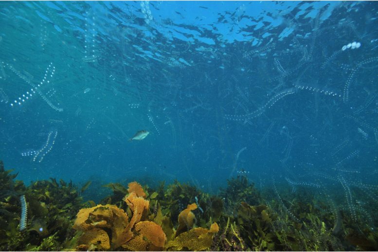 Padang Rumput Laut Plankton