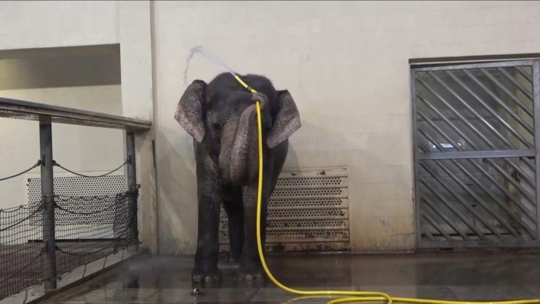 Penggunaan Alat Selang Air Gajah