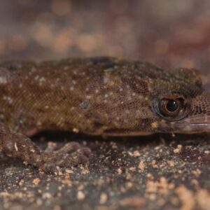 Close-Up Pseudogonatodes fuscofortunatus