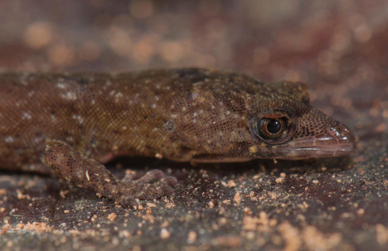 Close-Up Pseudogonatodes fuscofortunatus