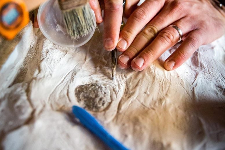 Ahli Paleontologi Temukan Fosil