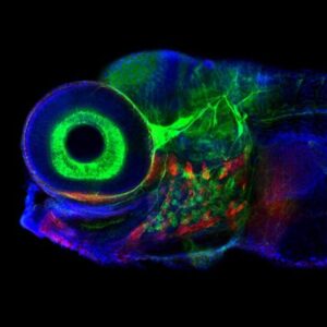 Gerakan Mata Otak Mikroskop Confocal Zebrafish