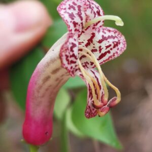 Aeschynanthus pentatrikomatus