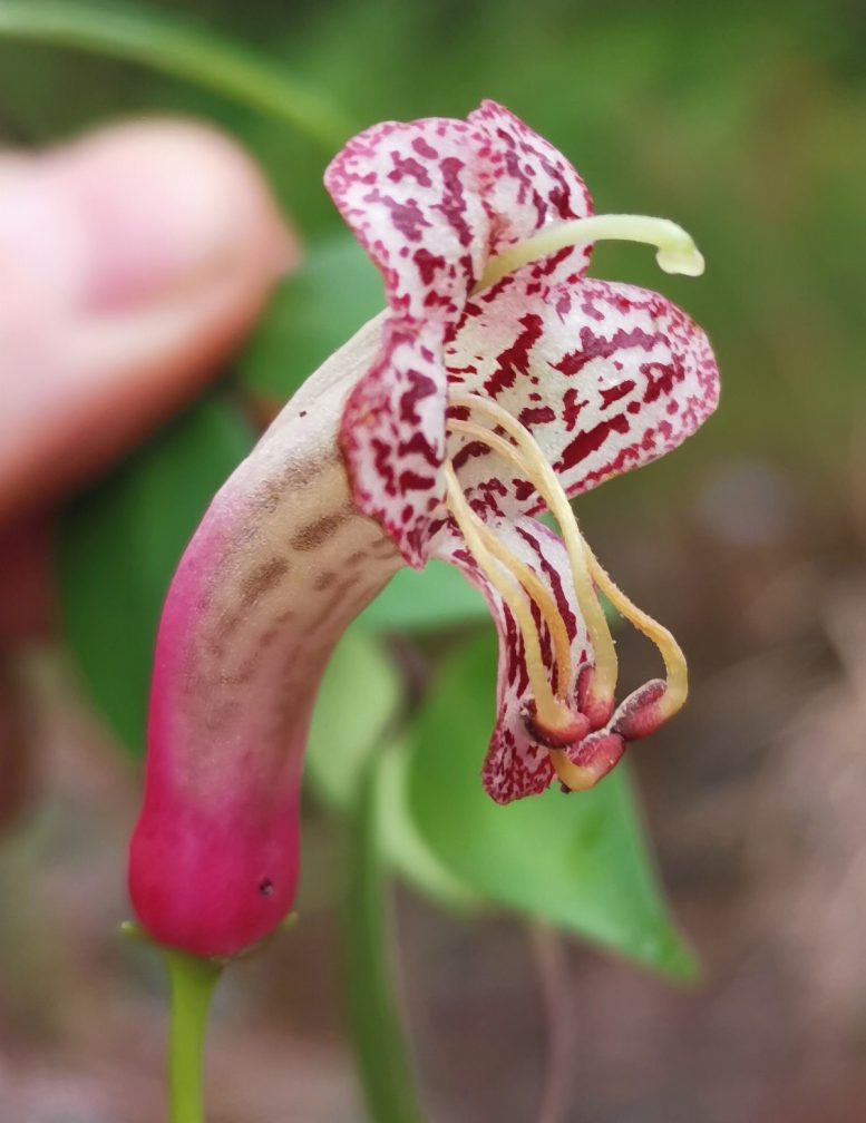 Aeschynanthus pentatrikomatus