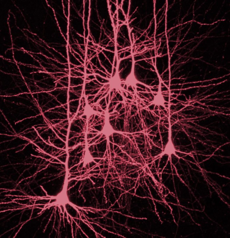 Neuron Neokorteks