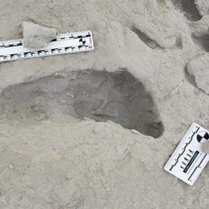 Jejak Paranthropus boisei