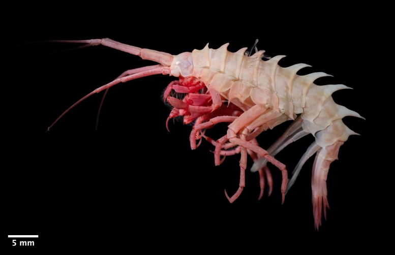 Amphipoda (Amathillopsis aff spinigera)
