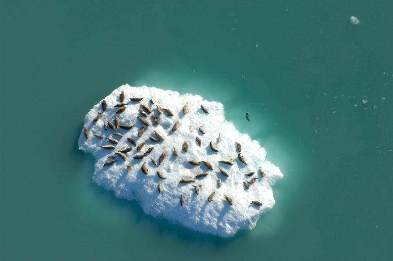 Anjing Laut Beristirahat di Gunung Es di Johns Hopkins Inlet
