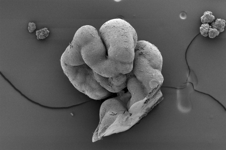Potongan Organoid Batang