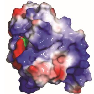 Protein YTHDF2