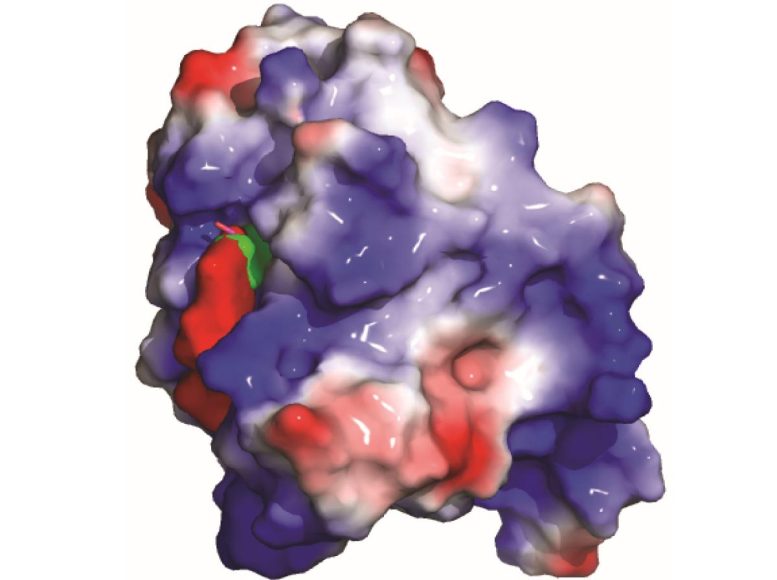 Protein YTHDF2