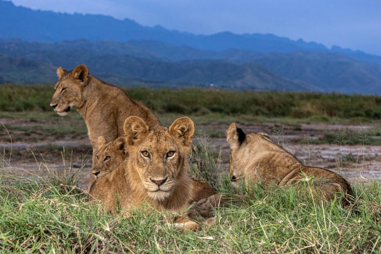 Singa Afrika di Taman Nasional Ratu Elizabeth