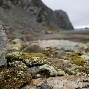 Lumut Lepraria di Antartika