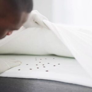 Kutu busuk di tempat tidur