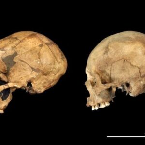 Replika Tengkorak Neanderthal Berusia Sekitar 50.000 Tahun