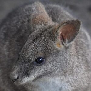 Parma Wallaby Tutup