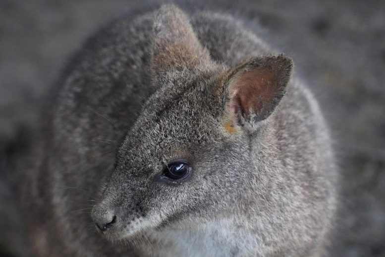 Parma Wallaby Tutup