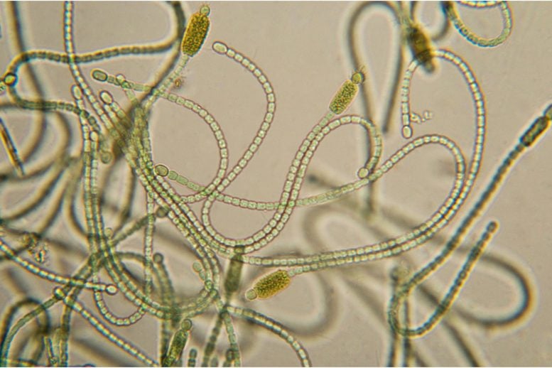 Sianobakteri