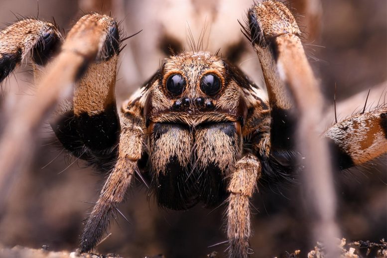 Laba-laba Serigala (Lycosa praegrandis)