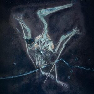 Sampul Fotografi UV Pterodactylus