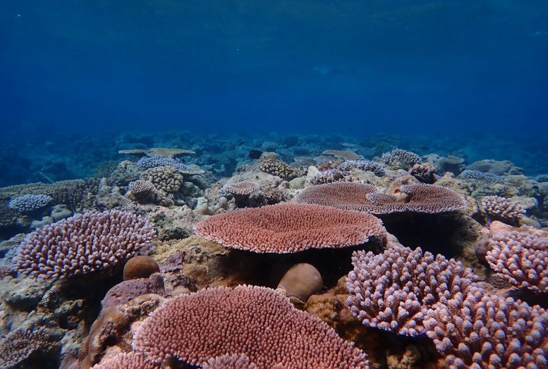Terumbu Karang Acropora yang Sehat di Palau, Samudera Pasifik Barat